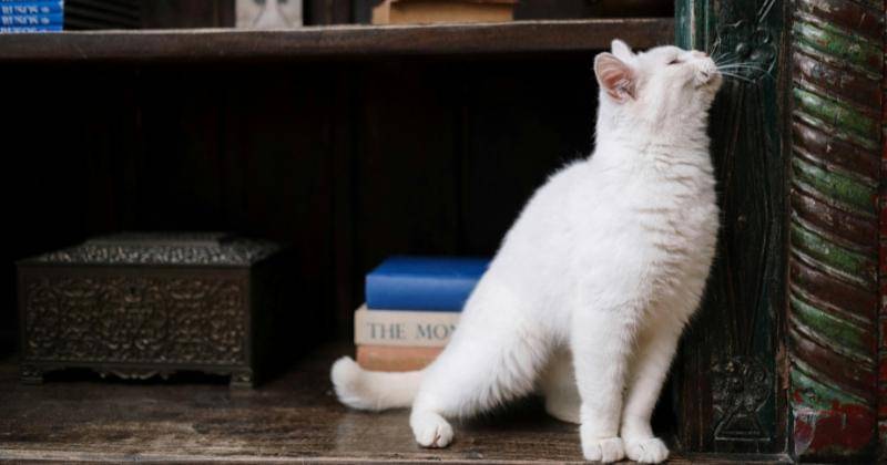 Pexels/CottonbroStudio